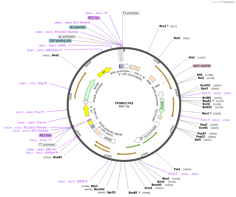 142844-plasmid-map-sequence-id-396029