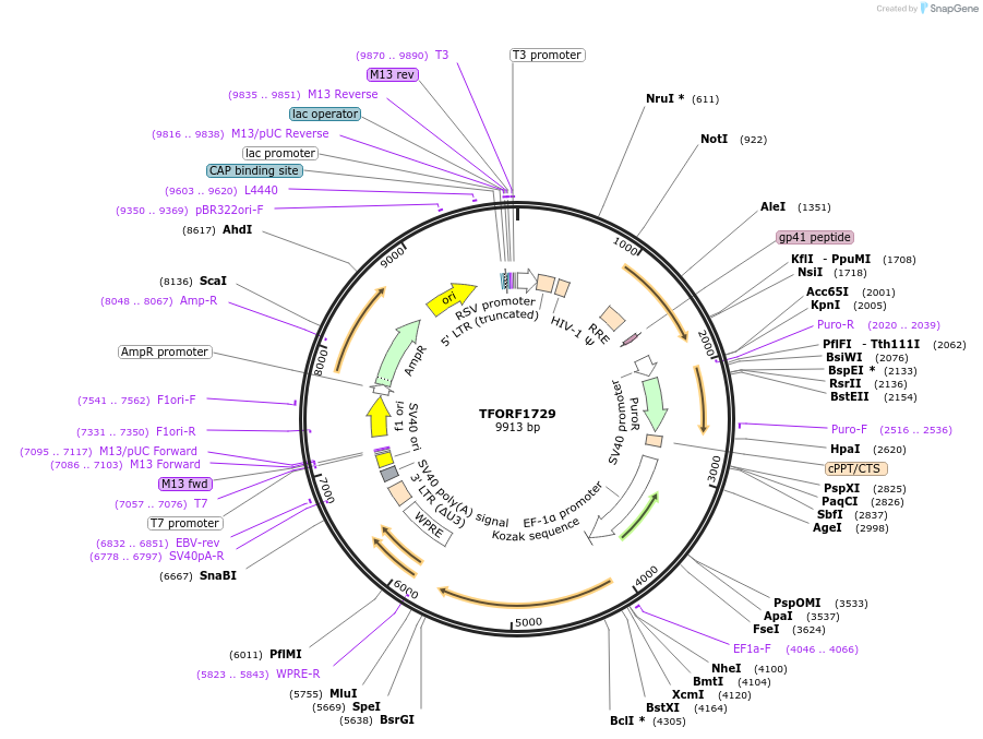 142838-plasmid-map-sequence-id-396030