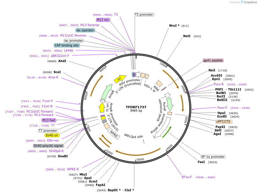 142839-plasmid-map-sequence-id-396034
