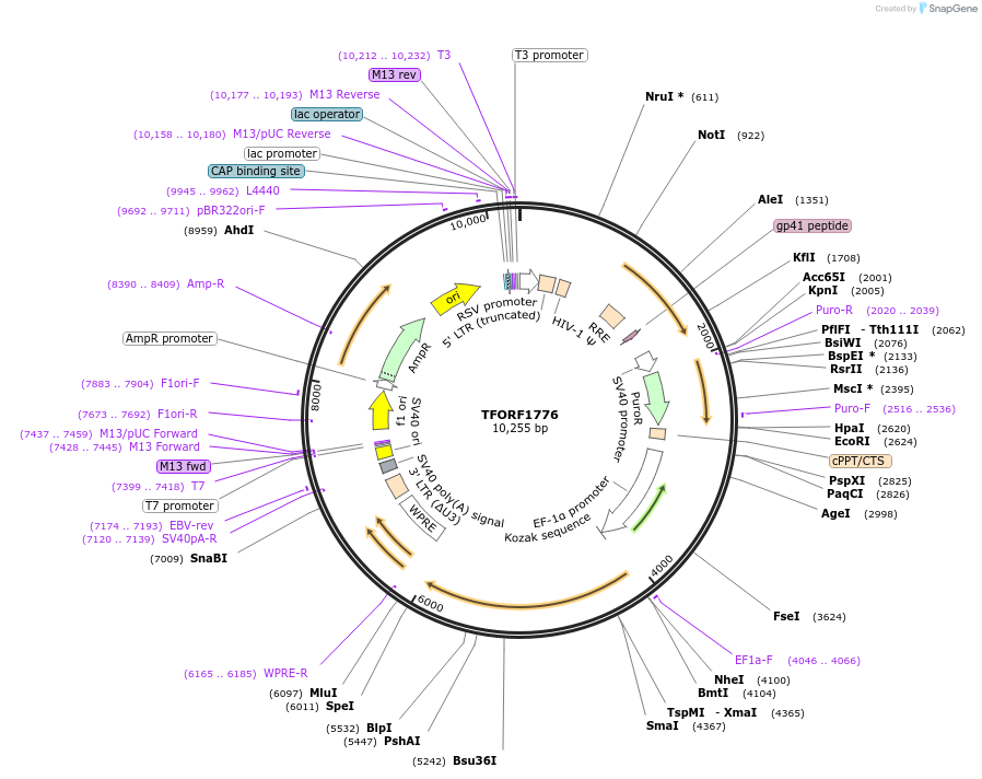142850-plasmid-map-sequence-id-396035