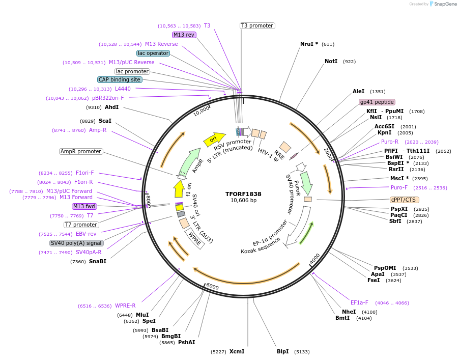 142865-plasmid-map-sequence-id-396036