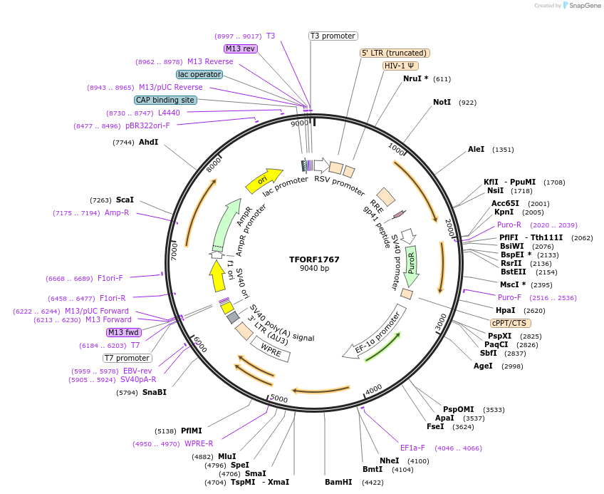 142847-plasmid-map-sequence-id-396037