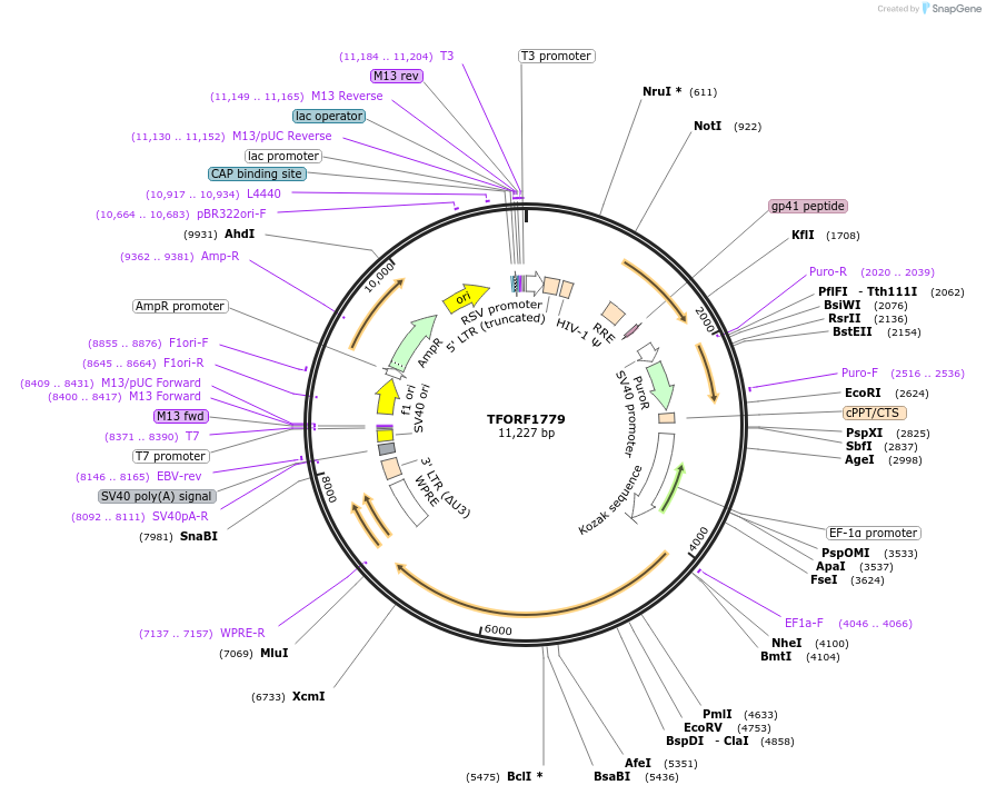 142852-plasmid-map-sequence-id-396039
