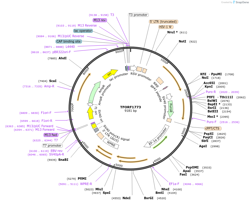 142848-plasmid-map-sequence-id-396040