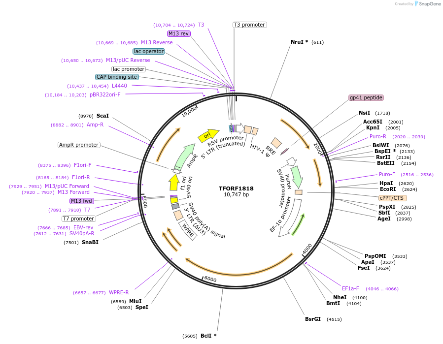 142860-plasmid-map-sequence-id-396043