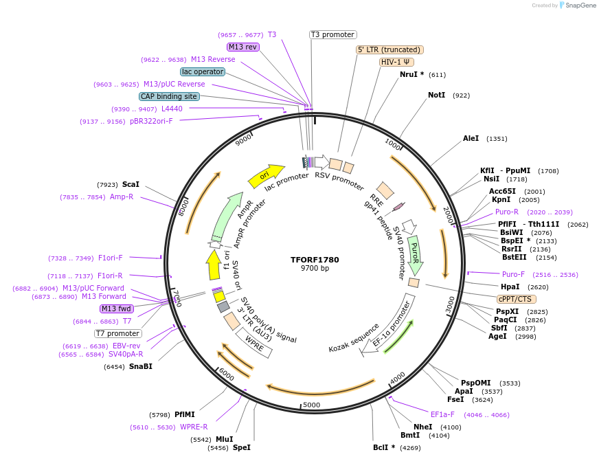 142853-plasmid-map-sequence-id-396047