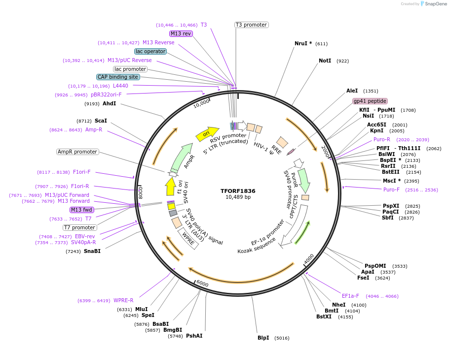 142864-plasmid-map-sequence-id-396048