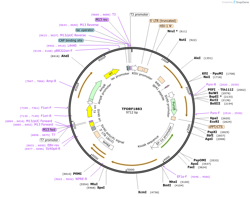 142882-plasmid-map-sequence-id-396050