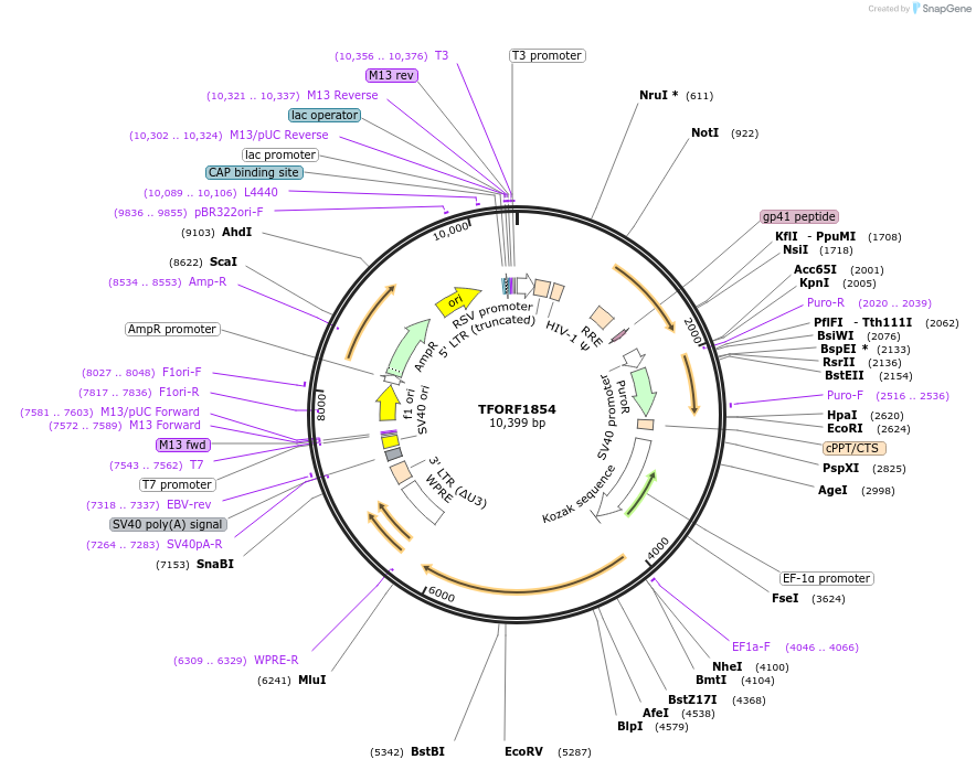 142873-plasmid-map-sequence-id-396055