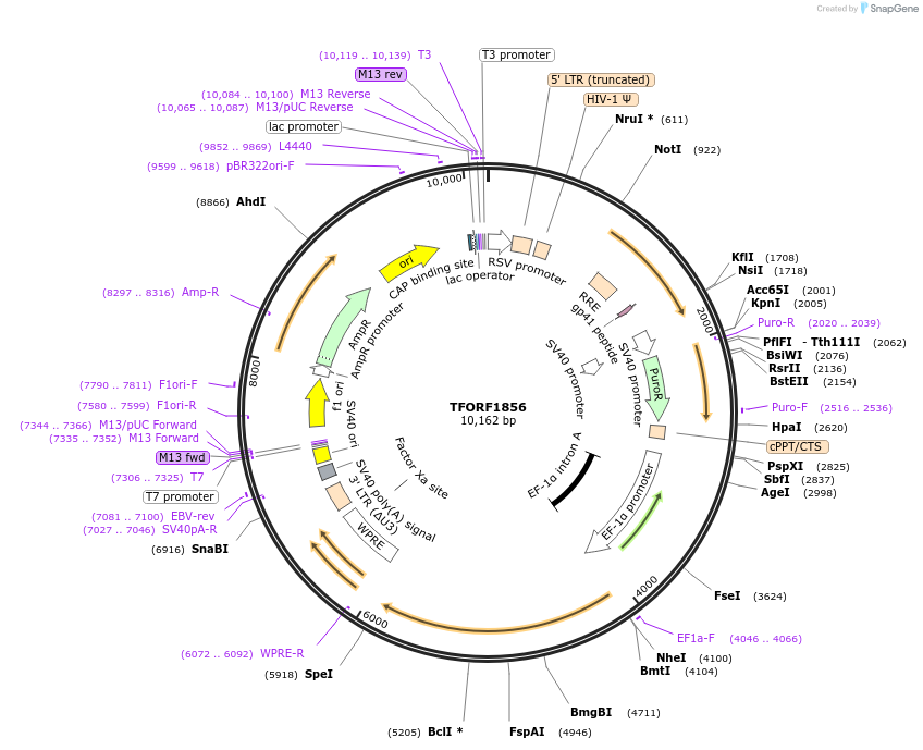142874-plasmid-map-sequence-id-396056