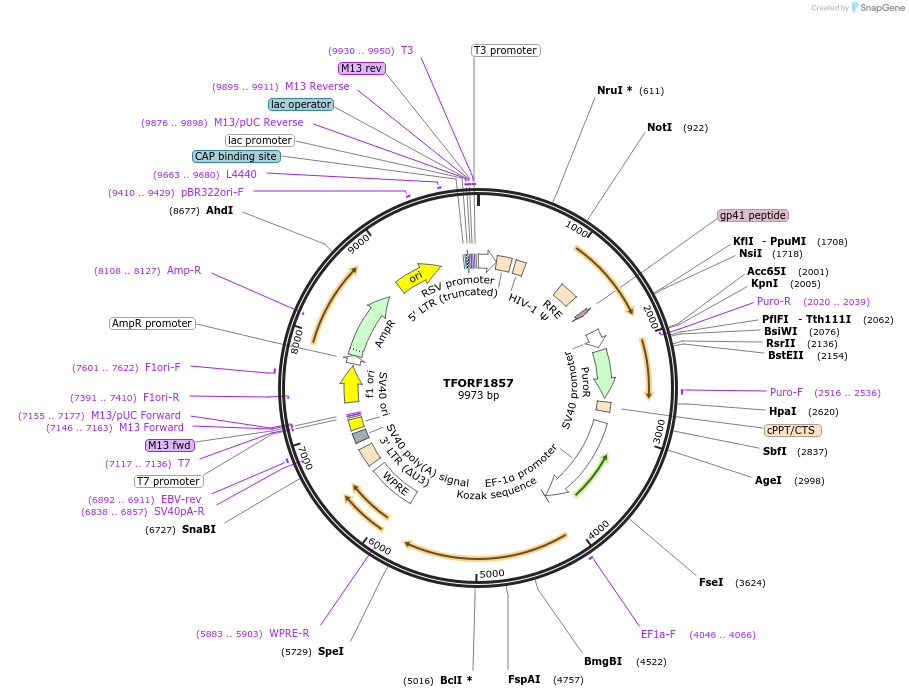 142875-plasmid-map-sequence-id-396061