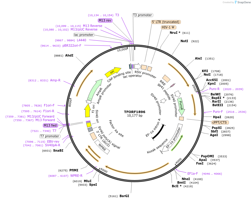 142883-plasmid-map-sequence-id-396062