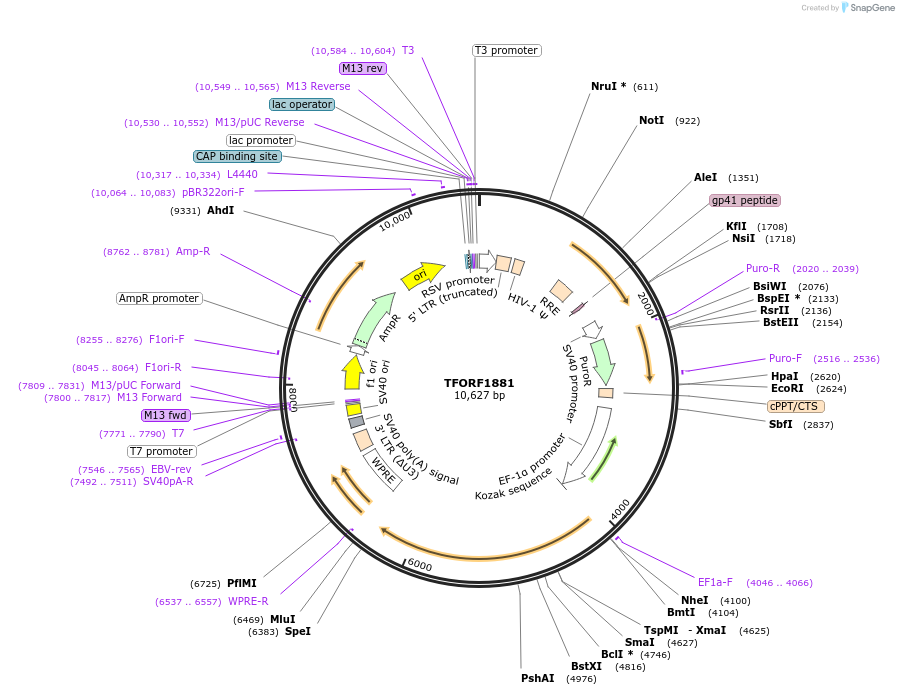 142881-plasmid-map-sequence-id-396063
