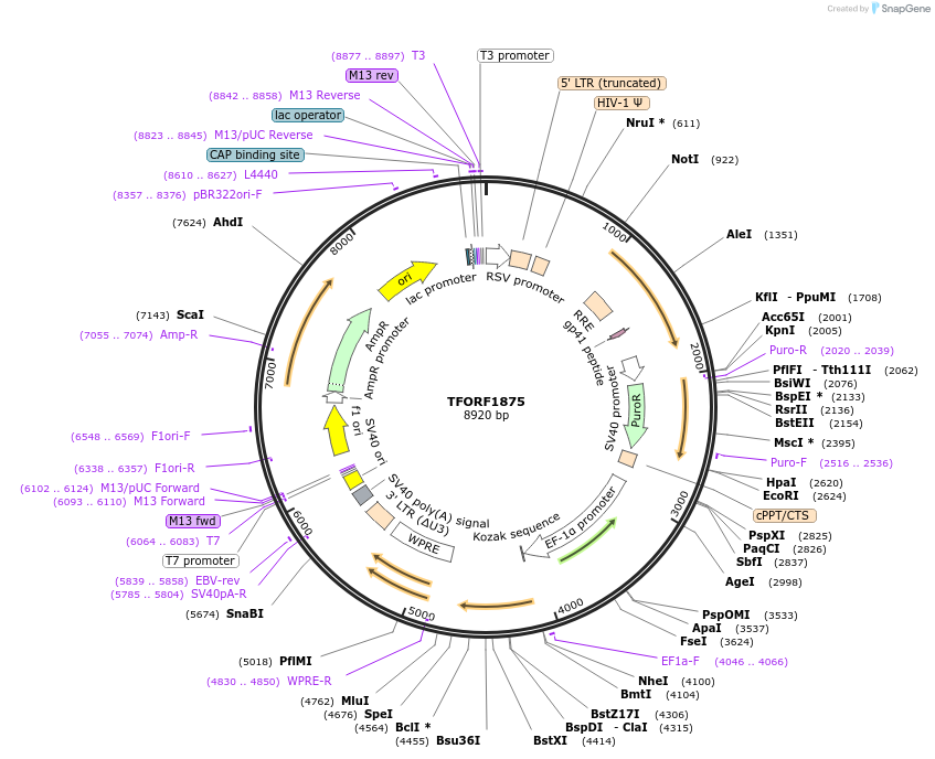 142880-plasmid-map-sequence-id-396064