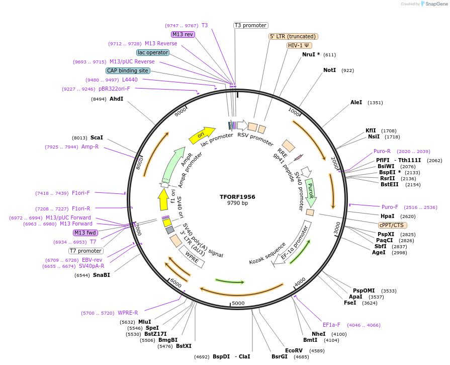 142898-plasmid-map-sequence-id-396065