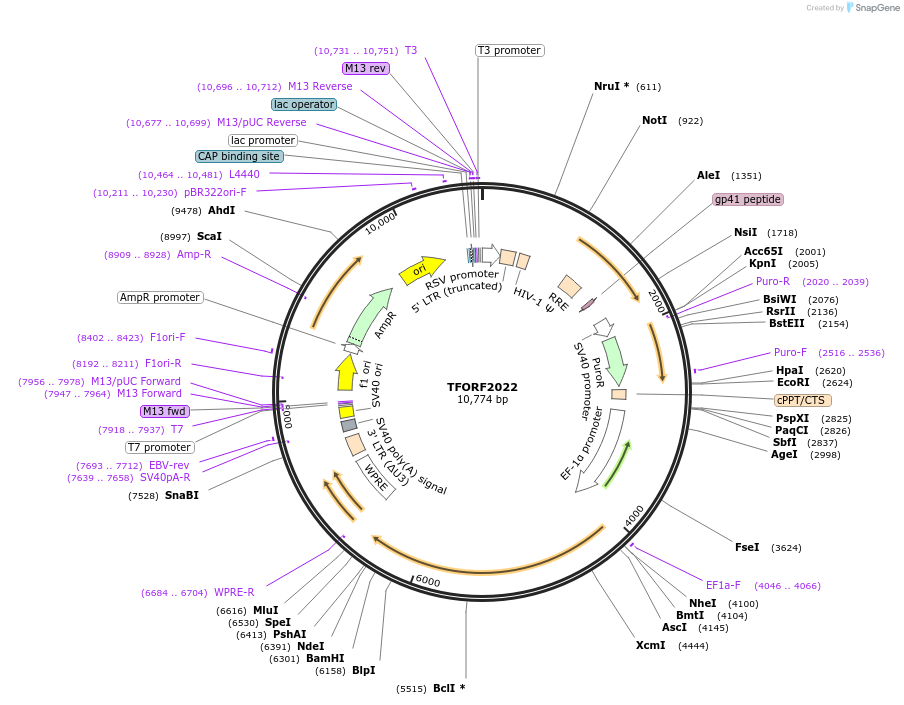 142905-plasmid-map-sequence-id-396067