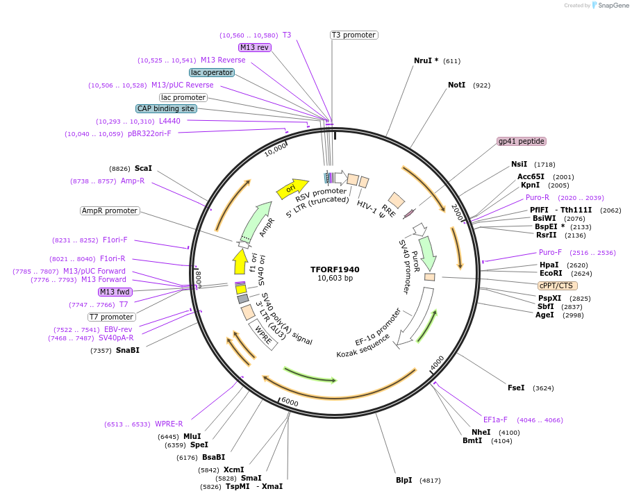 142892-plasmid-map-sequence-id-396069