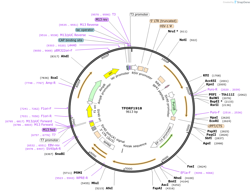 142886-plasmid-map-sequence-id-396071