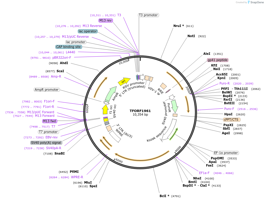 142899-plasmid-map-sequence-id-396076