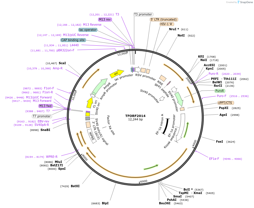 142904-plasmid-map-sequence-id-396077