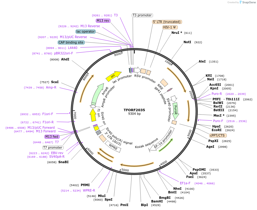 142908-plasmid-map-sequence-id-396078