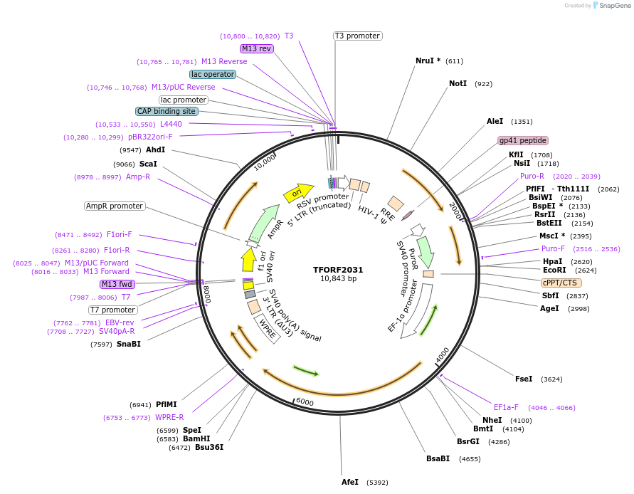 142906-plasmid-map-sequence-id-396079