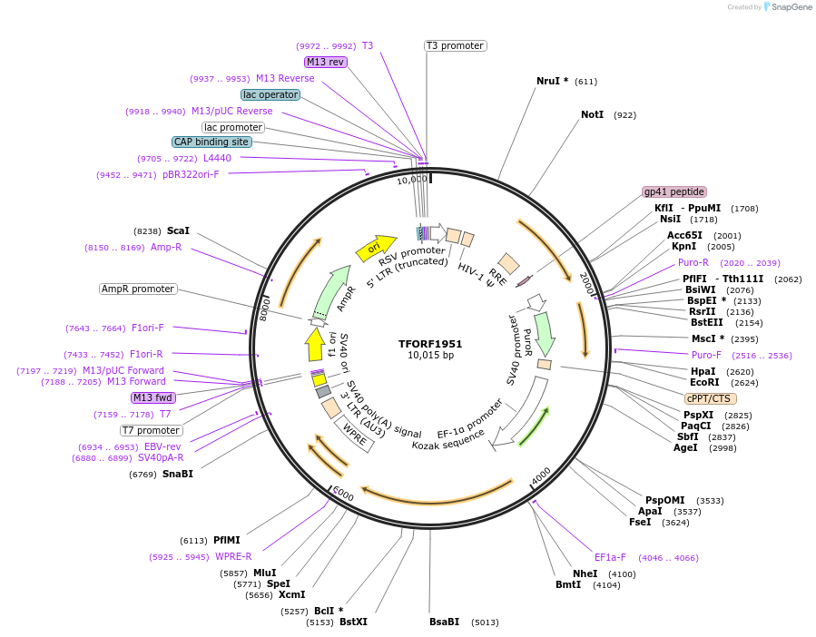 142896-plasmid-map-sequence-id-396080