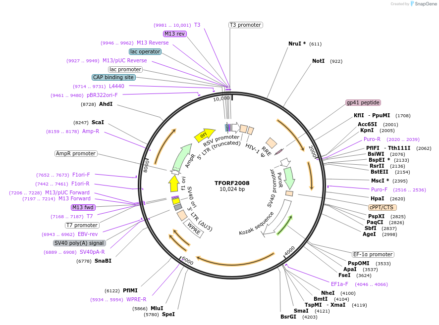 142903-plasmid-map-sequence-id-396081
