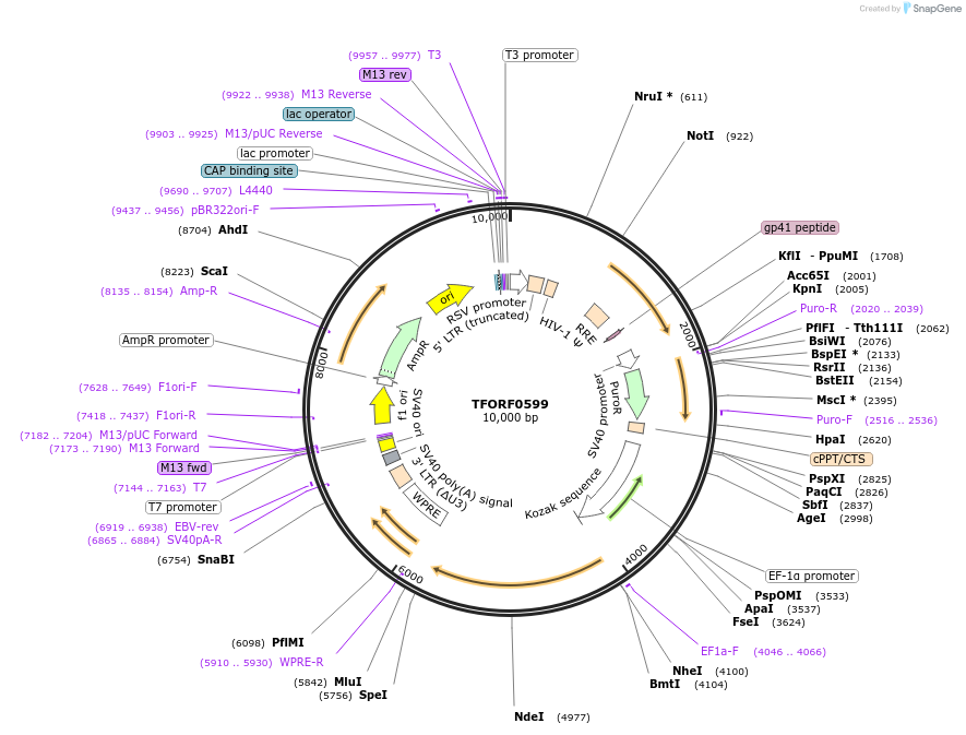 143227-plasmid-map-sequence-id-396082