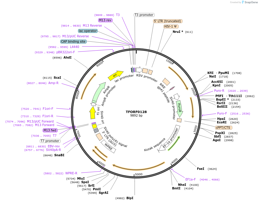 143203-plasmid-map-sequence-id-396083