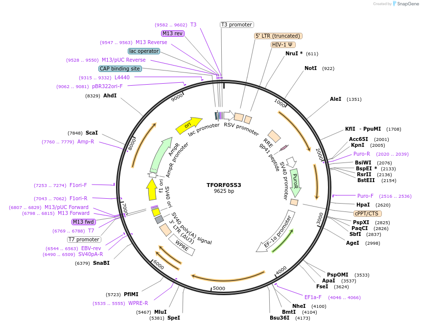 143223-plasmid-map-sequence-id-396085