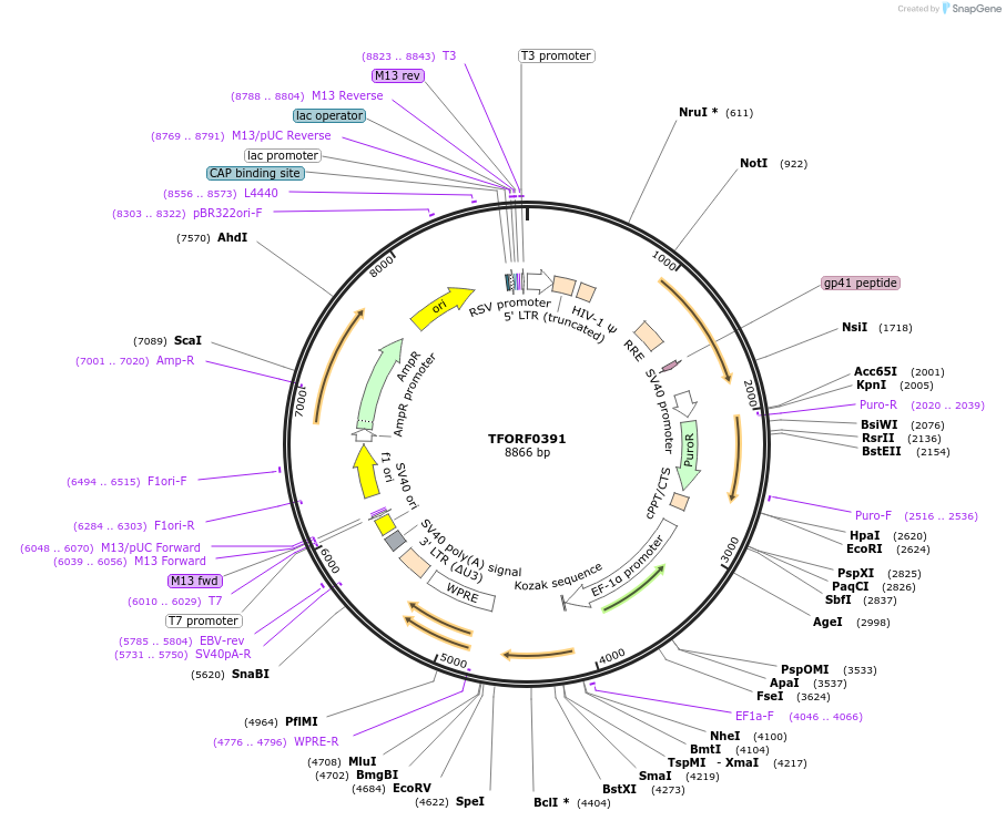 143211-plasmid-map-sequence-id-396089