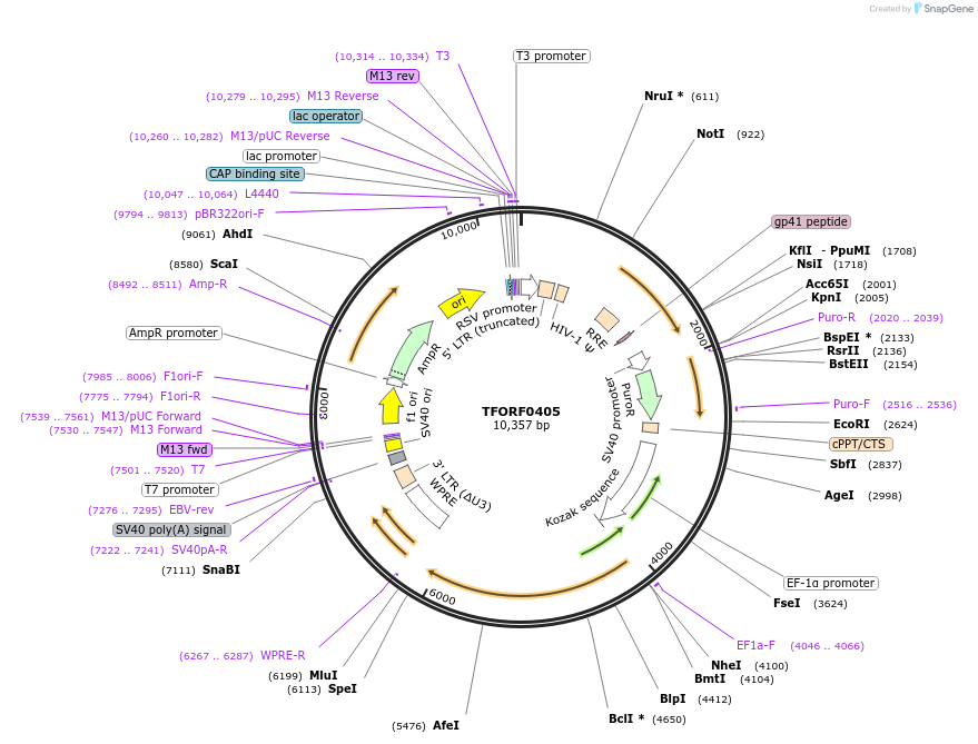 143212-plasmid-map-sequence-id-396092