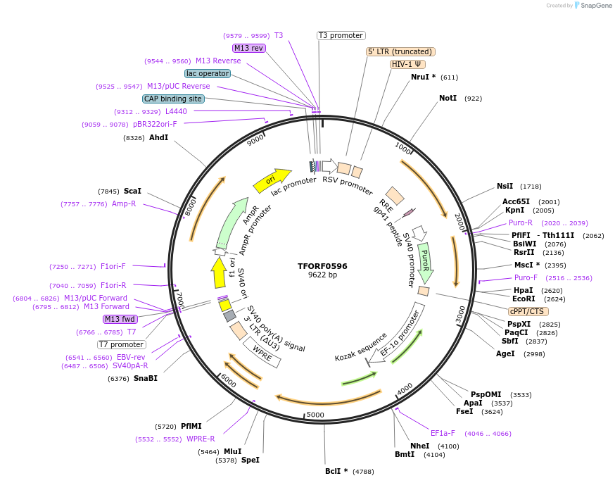 143226-plasmid-map-sequence-id-396094