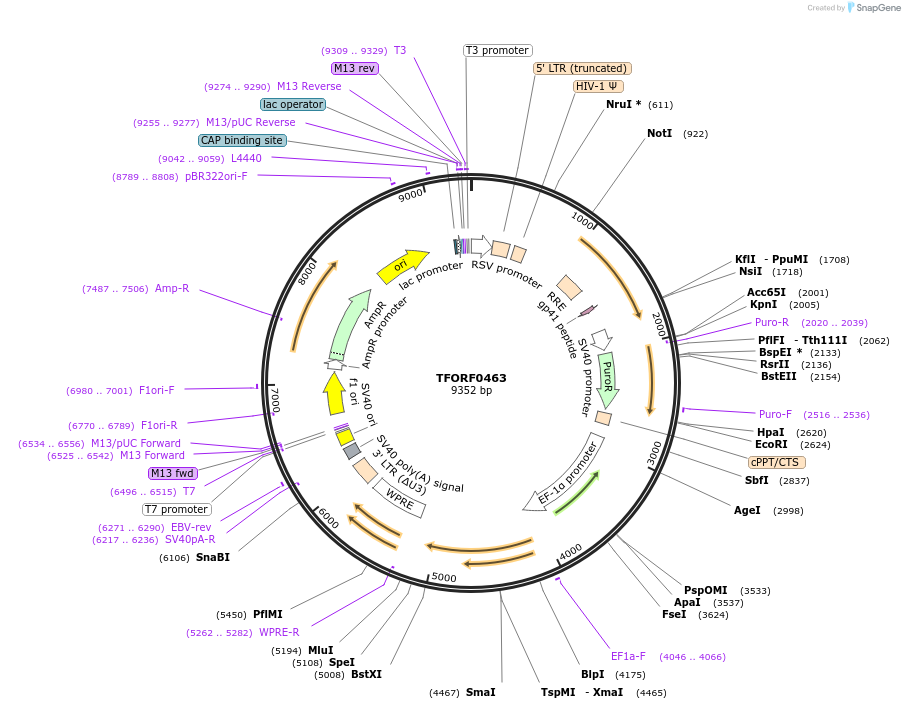 143217-plasmid-map-sequence-id-396096