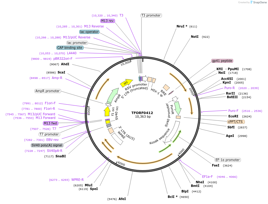 141610-plasmid-map-sequence-id-396097