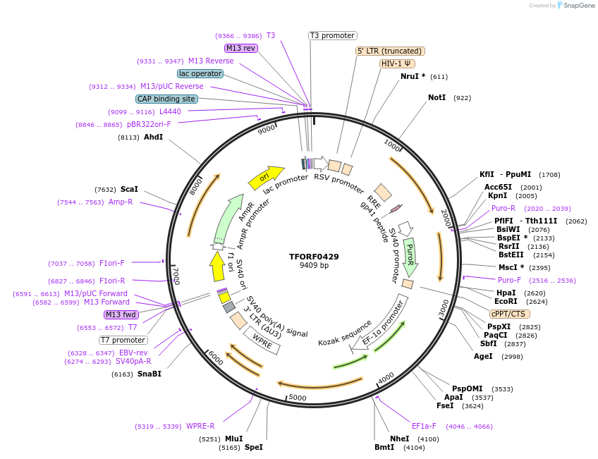 143213-plasmid-map-sequence-id-396098