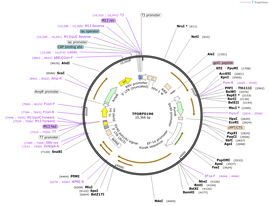 143204-plasmid-map-sequence-id-396099