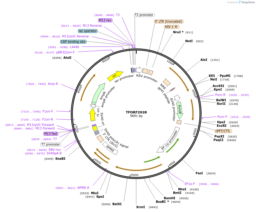 143202-plasmid-map-sequence-id-396100