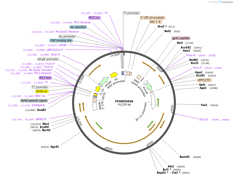 143233-plasmid-map-sequence-id-396101