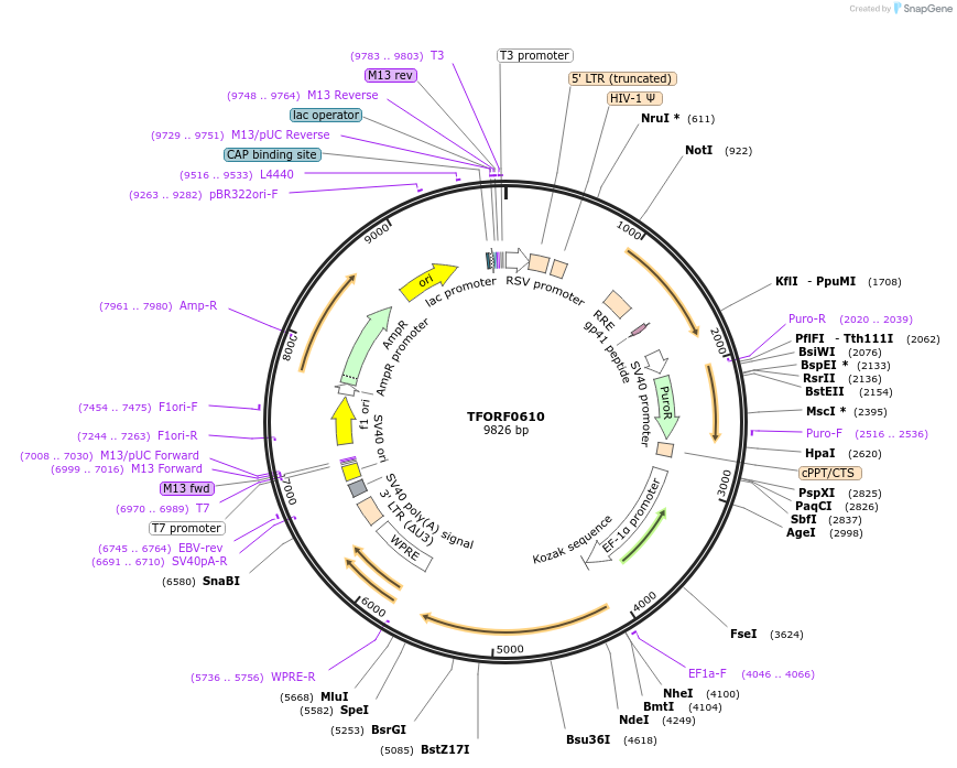 143229-plasmid-map-sequence-id-396102