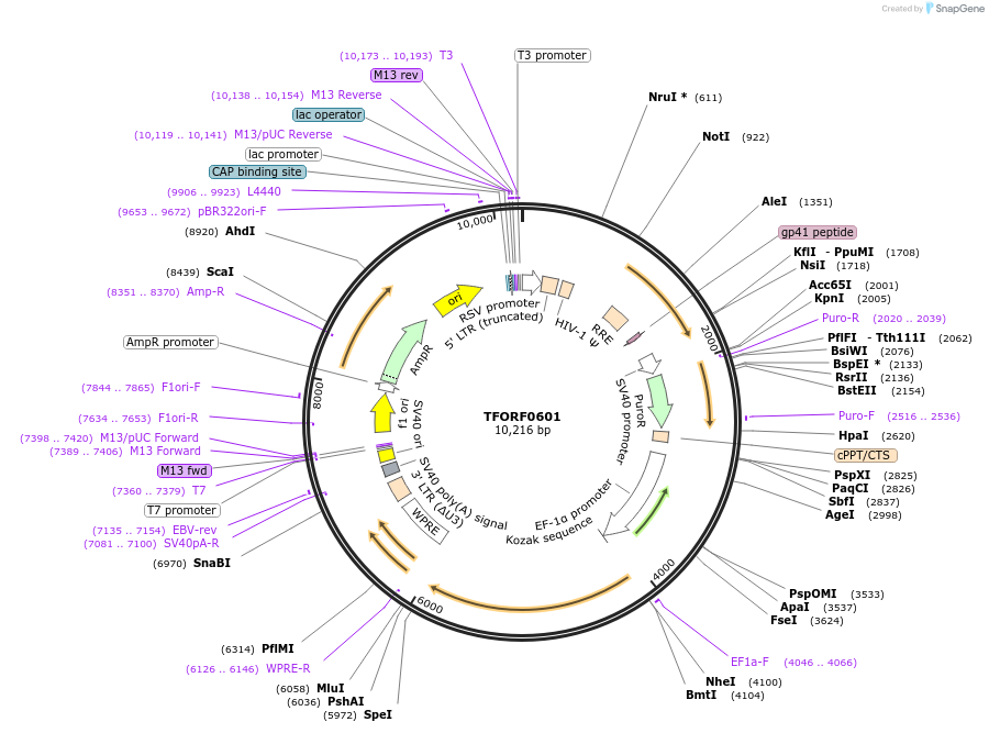 143228-plasmid-map-sequence-id-396104