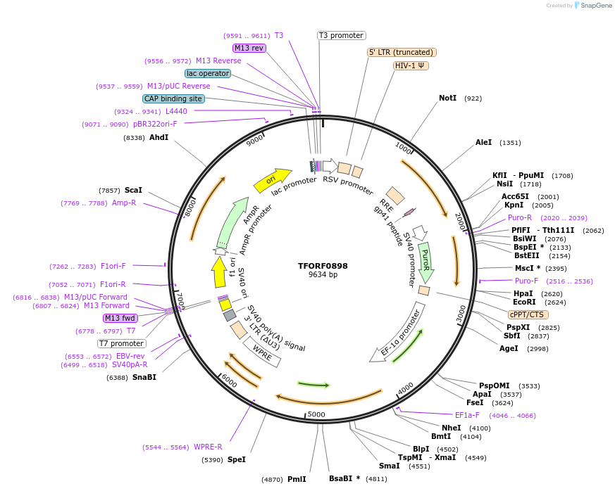 143237-plasmid-map-sequence-id-396106