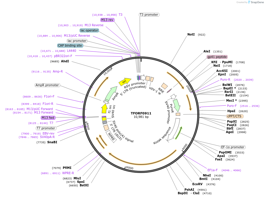 143238-plasmid-map-sequence-id-396113
