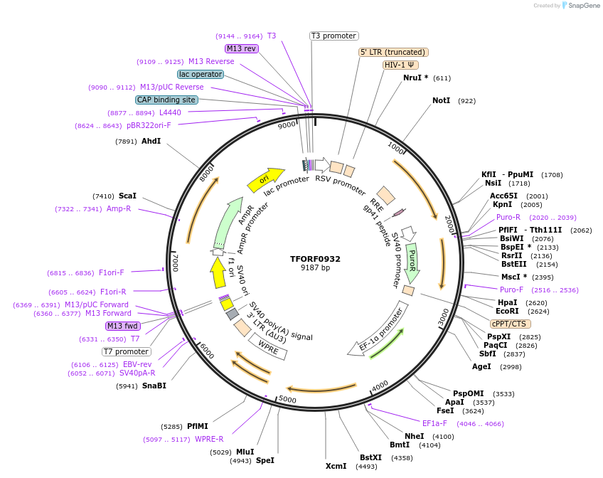 143244-plasmid-map-sequence-id-396114