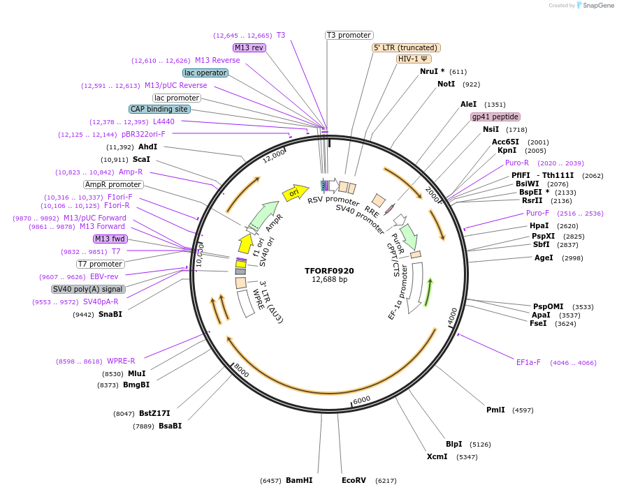 143239-plasmid-map-sequence-id-396115