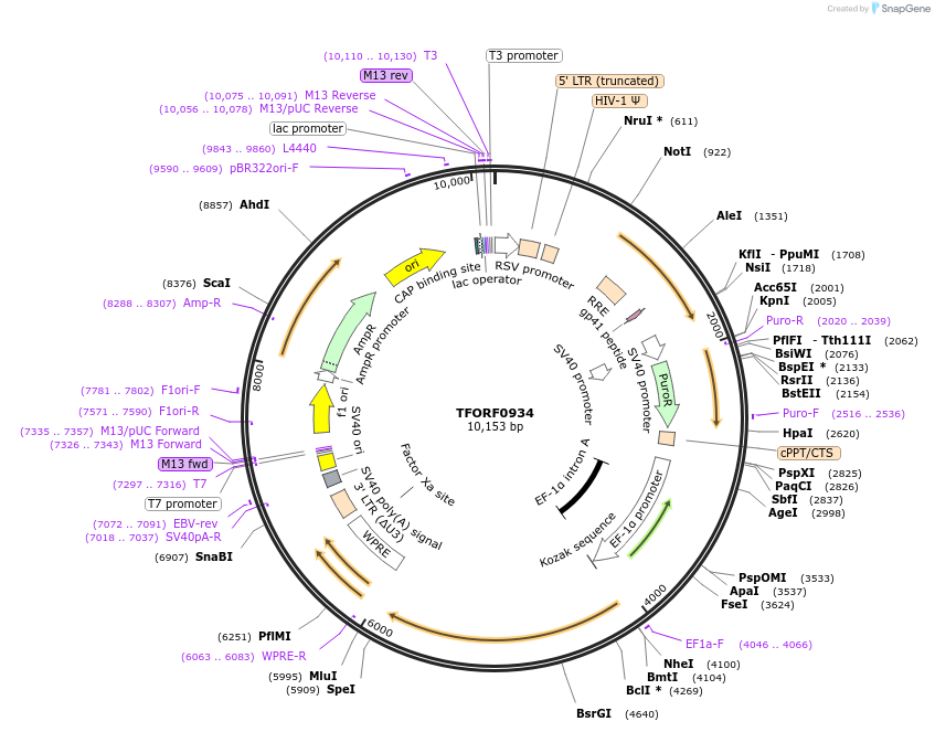 143245-plasmid-map-sequence-id-396116