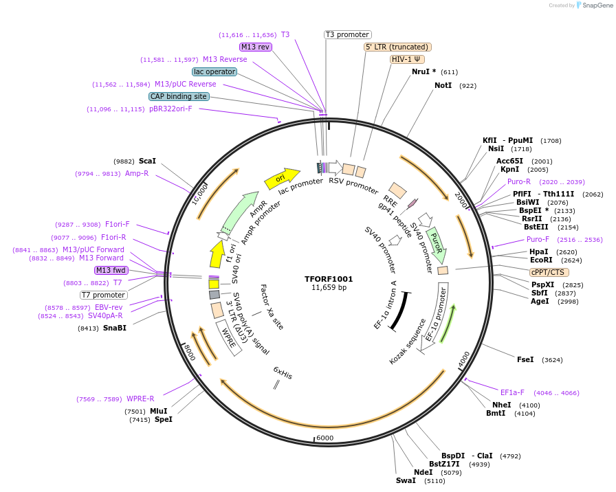 143253-plasmid-map-sequence-id-396120