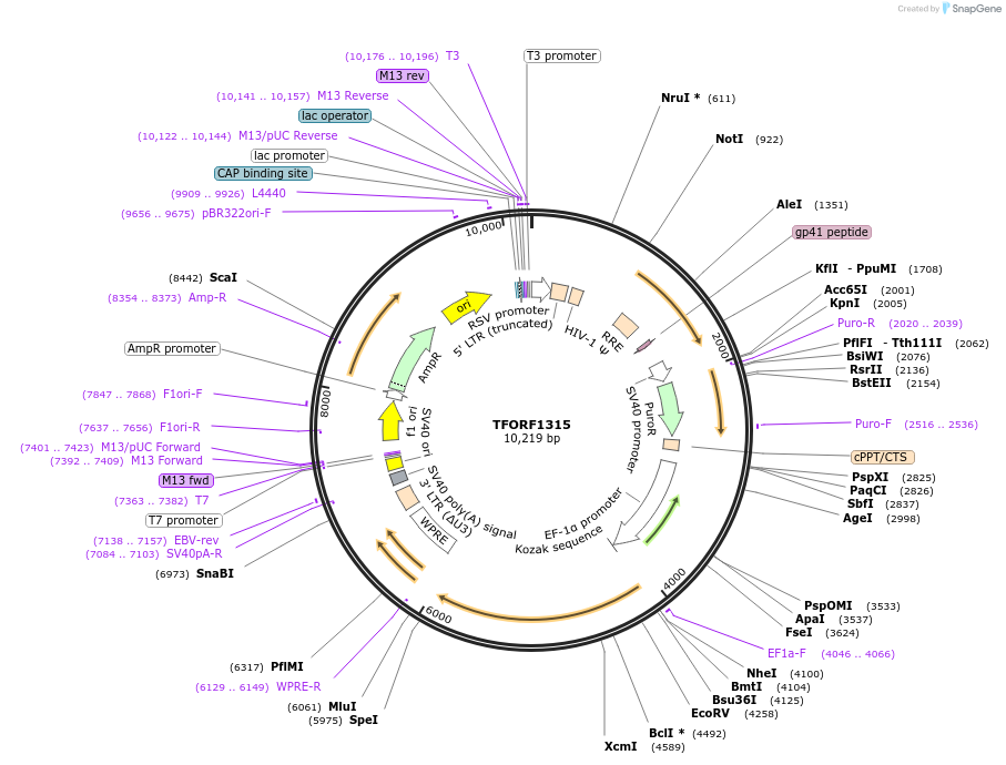 143260-plasmid-map-sequence-id-396121