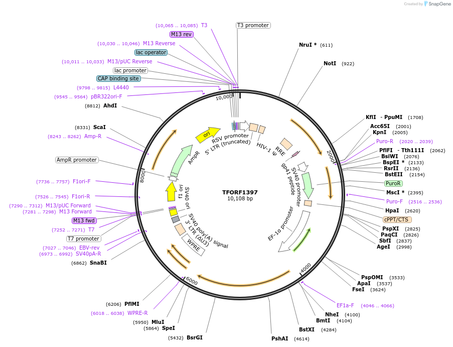 143263-plasmid-map-sequence-id-396122